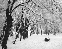 Moat Mount trees 4 seasons