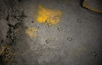 Crossrail fox paw prints