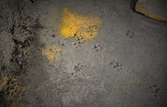 Crossrail fox paw prints