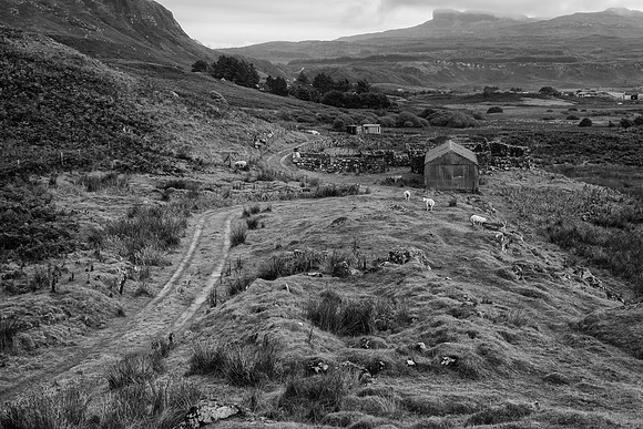 Eigg all about willow 1 BW