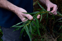 Eigg all about willow 2
