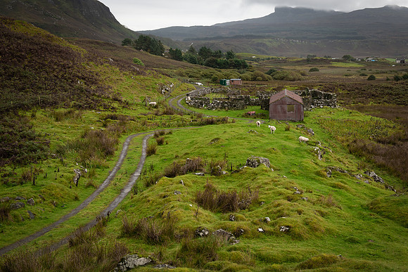 Eigg all about willow 1