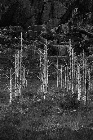 Skeleton trees BW