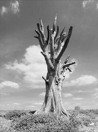Dyrham Park dead tree