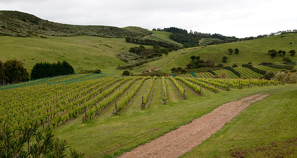 Auckland Whaiheke vinyard