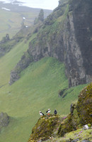 iceland Puffins