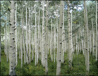 aspens 2