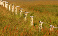 iceland terns