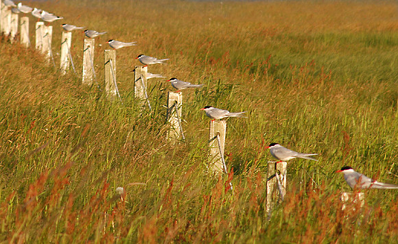 iceland terns