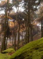 peak district roaches trees