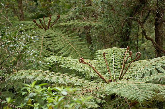 Puketi ferns