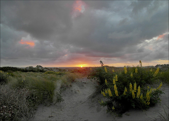 Foxton Beach dune sunset
