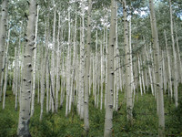 aspens
