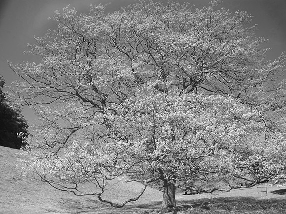 Dyrham Park_20130526_BW tree