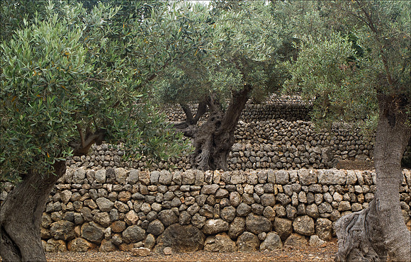 Olive grove, Cyprus
