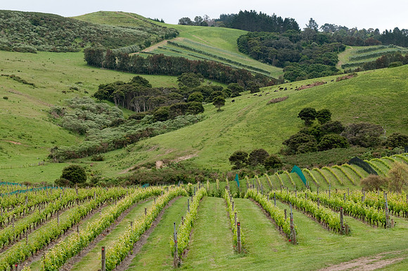 Auckland Whaiheke vinyard 1
