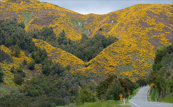 Broom landscape road