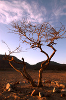 tree sunset