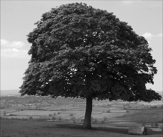 Dyrham Park lone tree mono