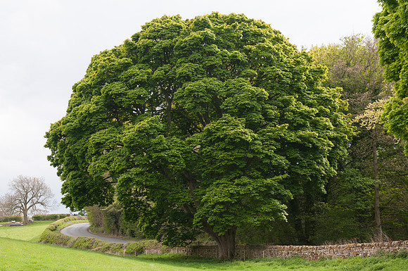 Brimham Rocks May 13_tree