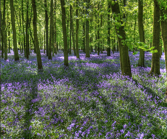 Ashridge bluebells 2