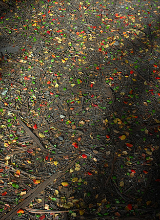 Queenstown Seven Mile Reserve bike leaves
