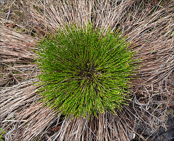 Brimham Rocks May 13_grass rosette