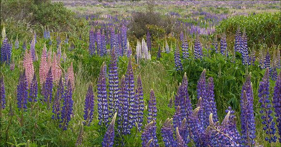 Milford Eglinton River lupins