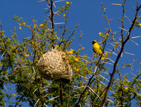 weaver bird