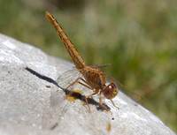 cape point dragonfly