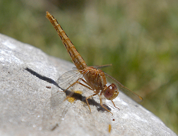 cape point dragonfly