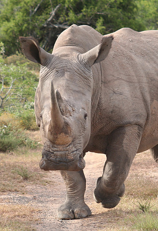 white rhino 4