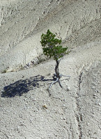 GC_thunder_mountain_lone_tree