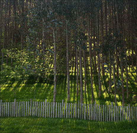 tree shadows 1