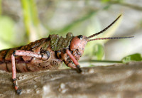 grasshopper 4