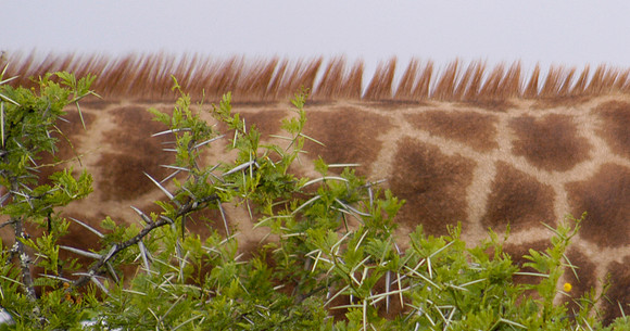giraffe 5