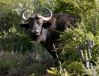 buffalo