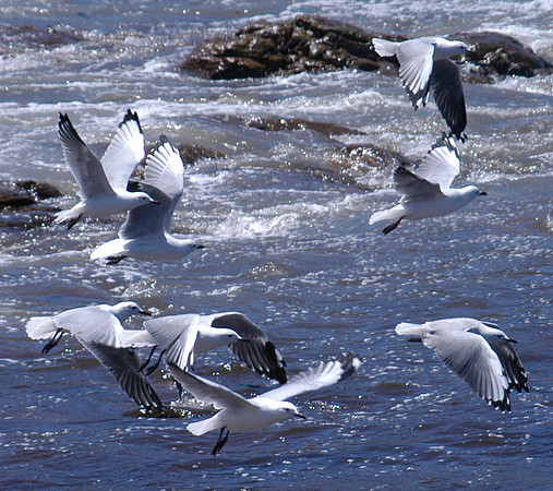 birds 1