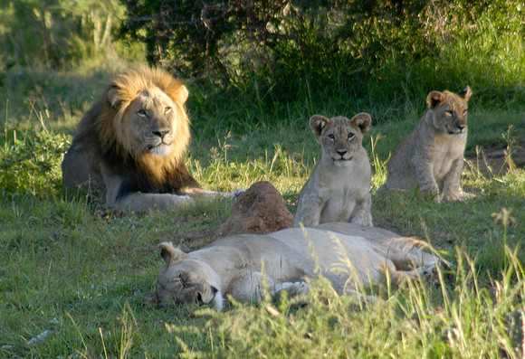 lions