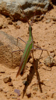leaf insect 2