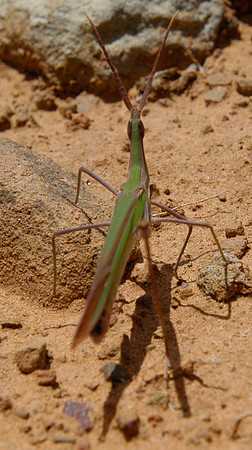 leaf insect 2