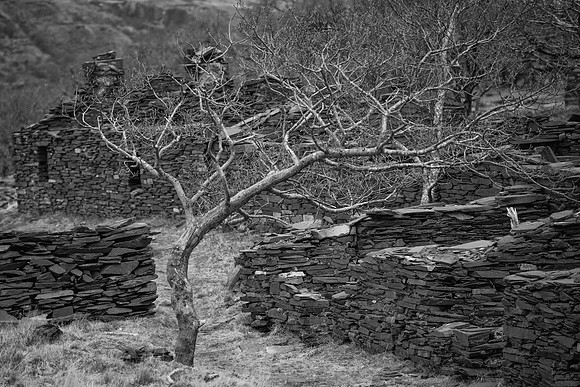 Llanberis ruin and trees 2
