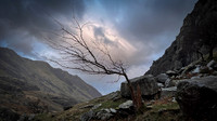 Llanberis stump tree