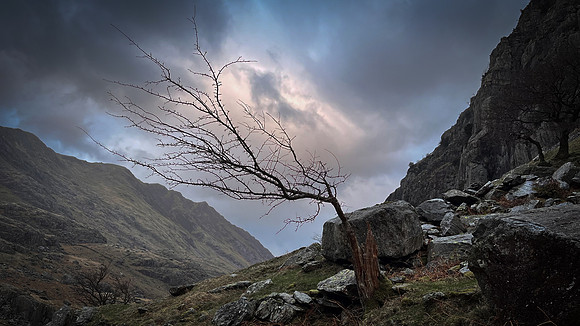 Llanberis stump tree