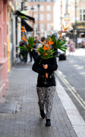 Soho birds of paradise