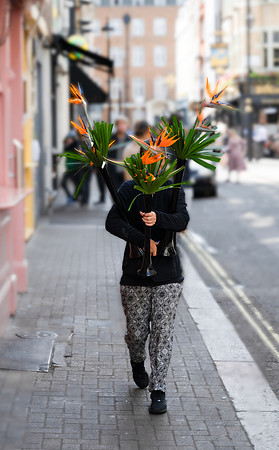 Soho birds of paradise