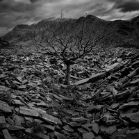 Llanberis tree and slate 4 BW