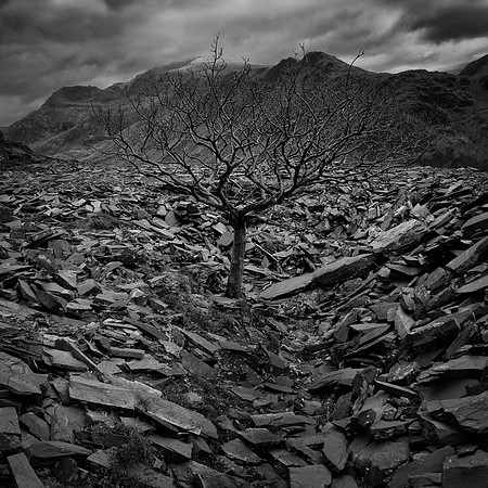 Llanberis tree and slate 4 BW