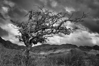 llanberis tree bw 1