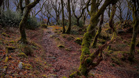 Llanberis woodland path